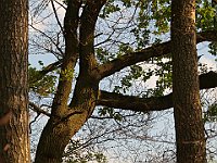 P4215716 : Baum, NATUR
